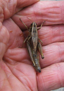 BILL BOWER/Sun-Gazette Correspondent Grasshoppers,  at left, and  katydids belong  to the same order,  that of Orthoptera. It also includes  locusts and crickets. 